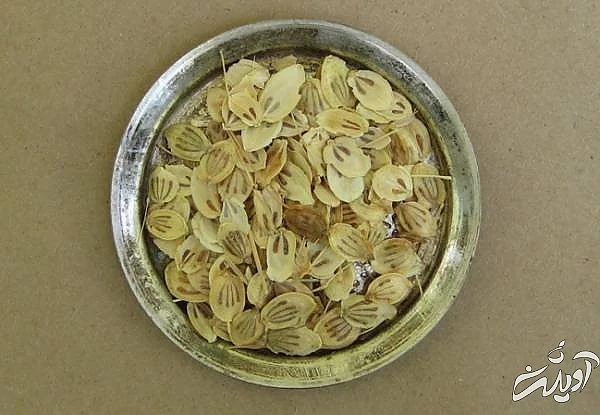 تمام خواص و مضرات گلپر عوارض گلپر